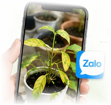 Bàn tay cầm điện thoại chụp cây bị vàng lá, bên cạnh là biểu tượng Zalo